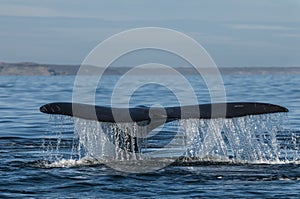 Whale , Patagonia, Argentina photo