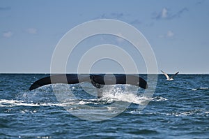 Whale,Patagonia Argentina photo