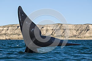 Whale,Patagonia Argentina photo