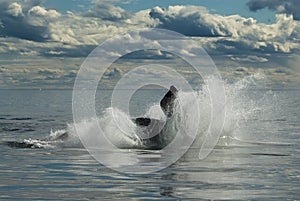 Whale,Patagonia Argentina photo