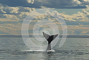 Whale,Patagonia Argentina photo