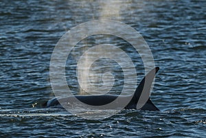 Whale,Patagonia Argentina photo