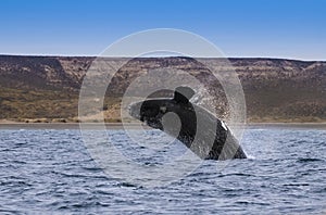 Whale Patagonia Argentina