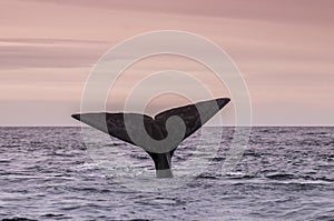 Whale Patagonia Argentina photo