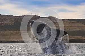 Whale Patagonia Argentina photo