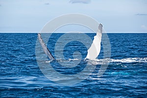 Whale Pectoral Fins