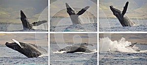 Whale photo sequence