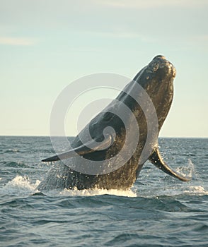 Veľryba moc 