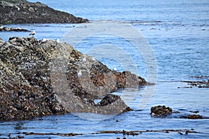 Whale Rocks in the Strait of Juan de Fuca photo