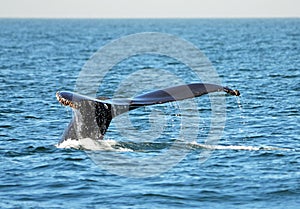 Whale's fluke submerging with water dripping off the edge of tail, close-up