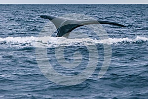 Whale\'s graceful dive in the waters of Valdes Peninsula