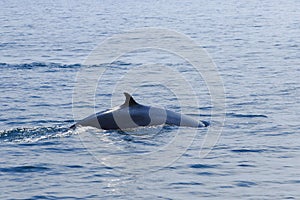 Ballena en el mar tailandia 