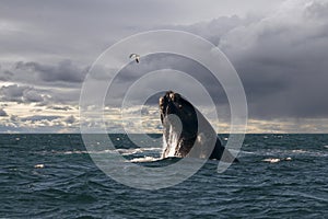 The whale and the seagull