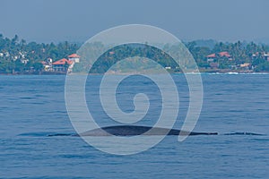 Whale seen near the coast of Sri Lanka at Mirissa