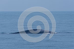 Whale seen near the coast of Sri Lanka at Mirissa