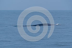 Whale seen near the coast of Sri Lanka at Mirissa