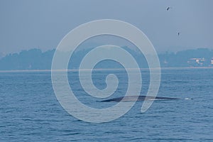 Whale seen near the coast of Sri Lanka at Mirissa