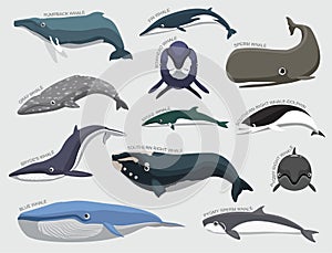 Whale Set Various Kind Identify Cartoon Vector