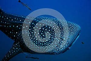 Whale Shark