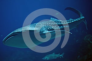 Whale Shark photo