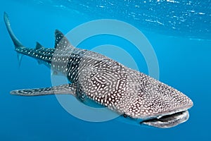 Whale shark photo