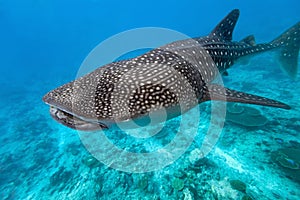 Whale shark photo