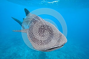 Whale shark photo