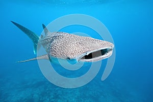 Whale shark