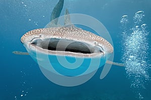 Whale shark