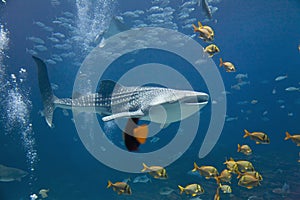 Whale Shark