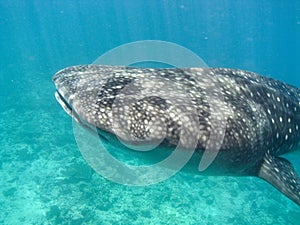 Whale shark