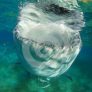 Whale Shark