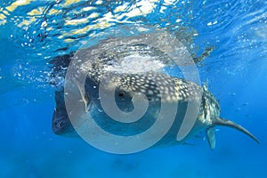 Whale Shark