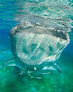 Whale Shark