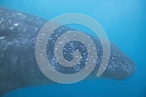 Whale Shark