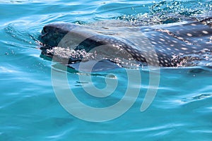 Whale shark