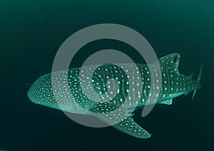 Whale shark