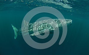 Whale shark