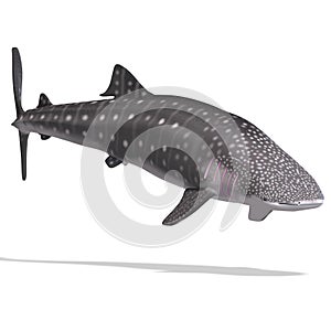 Balena squalo 