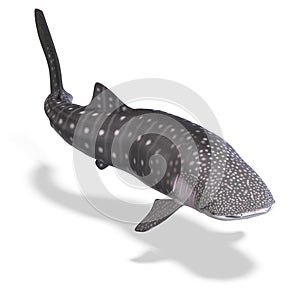 Whale shark