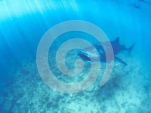 Whale shark and beautiful underwater scene with marine life in sunlight in the blue sea. Snorkeling and scuba Maldives underwater