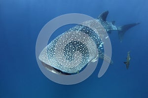 Whale Shark Approaching