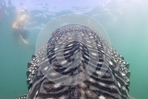 Whale Shark approaching a diver underwater in Baja California