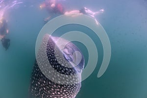 Whale Shark approaching a diver underwater in Baja California