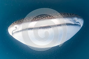 Whale Shark approaching a diver underwater