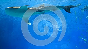 Whale shark in aquarium