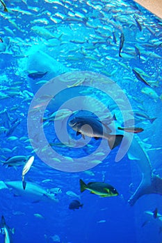 Whale shark in the aquarium of Atlantis the Palm hotel