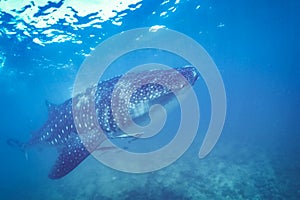 Whale shark and beautiful underwater scene with marine life in sunlight in the blue sea. Snorkeling and scuba Maldives underwater