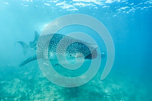 Whale shark and beautiful underwater scene with marine life in sunlight in the blue sea. Snorkeling and scuba Maldives underwater