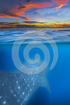 Whale shark below